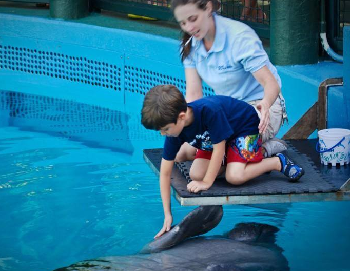 Miami Dolphin Encounter (non-swim) - (305) 556-5085