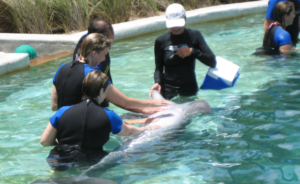 dolphin encounter Miami