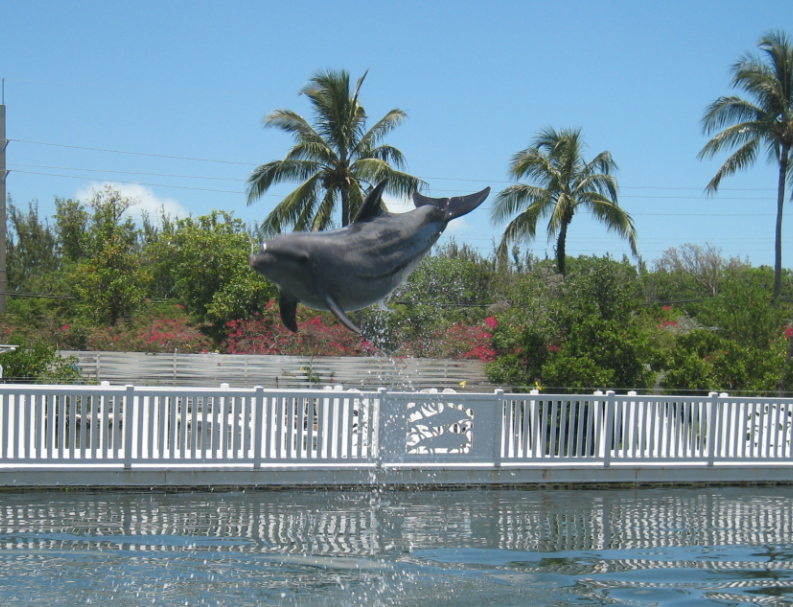 Details for the Dolphin Swim Miami Florida
