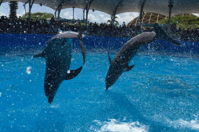 Swim with Dolphins Very Near to Marco Island FL