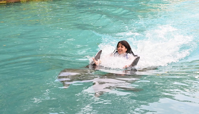 Miami Dolphin Royal Swimming