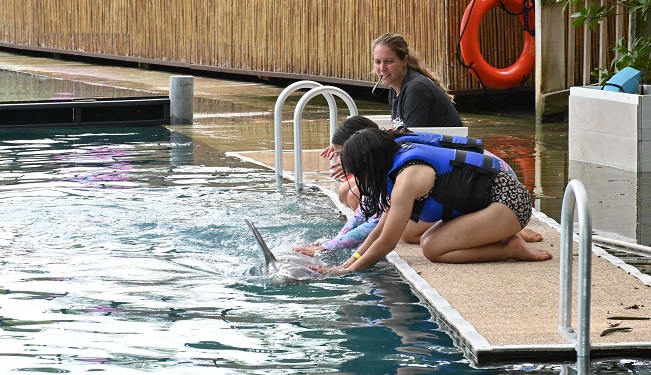 Miami Dolphin Royal Swim