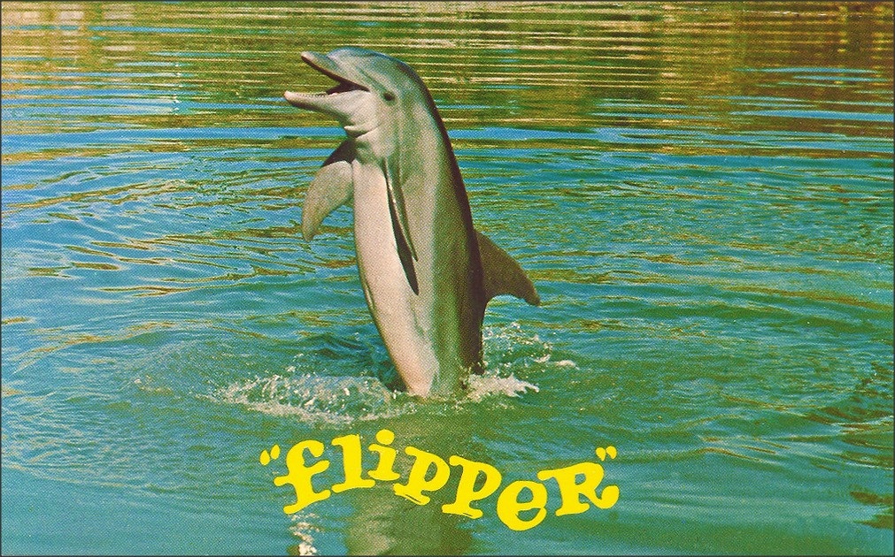 History of Flipper the Dolphin