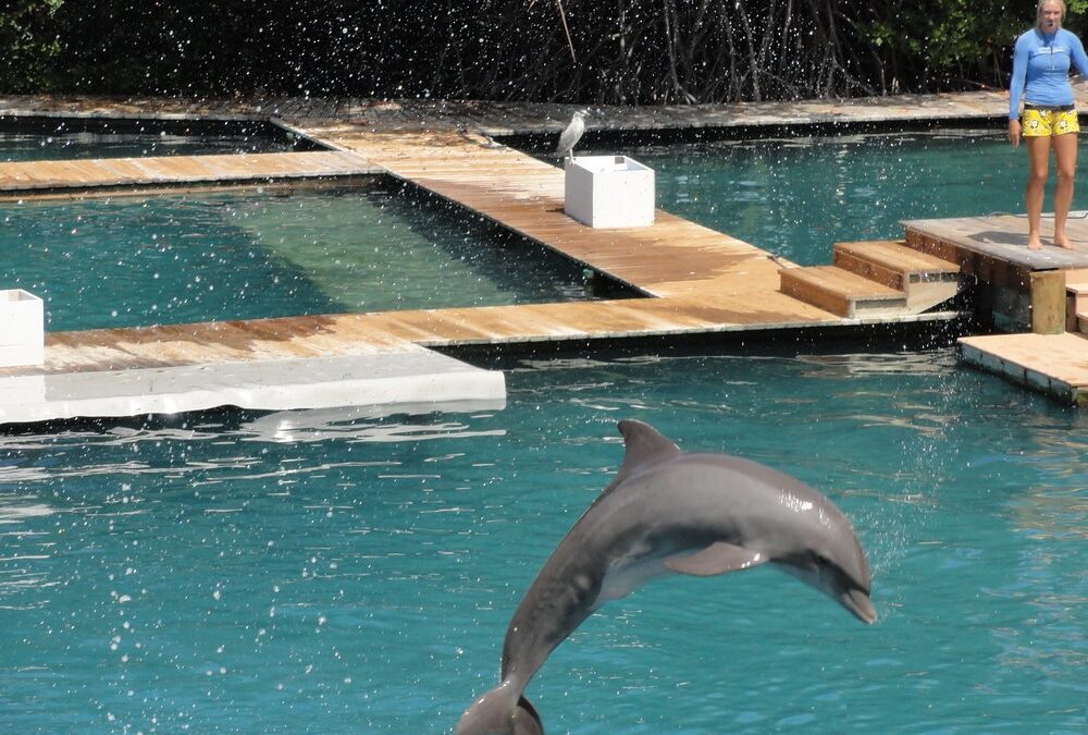 Flipper Lagoon: a historic place for a famous Dolphin in Miami