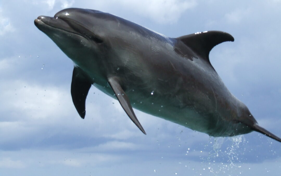 The Seaquarium’s Commitment to Conservation: Eco-Friendly Initiatives for a Sustainable Future