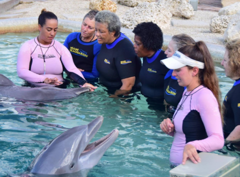 Miami Shore Excursion Swim with Dolphins - (305) 556-5085