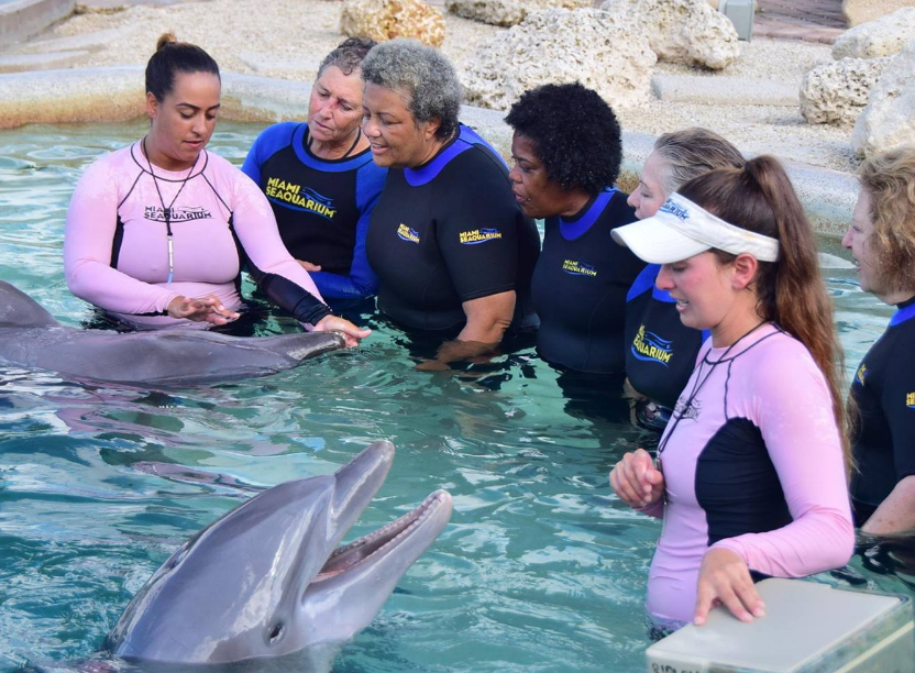 Dolphin Encounters for Cruise Ship Passengers: A Day to Remember at Miami Seaquarium’s Dolphin Harbor
