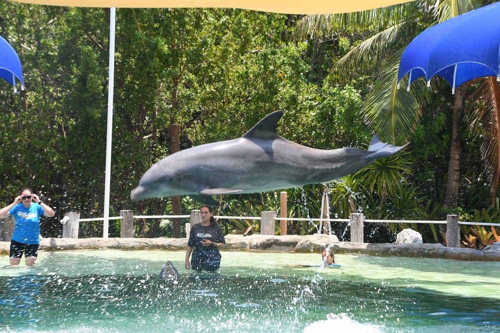 Experience the Miami Dolphins 2025 NFL Season and Swim with Dolphins: A Perfect Weekend Getaway