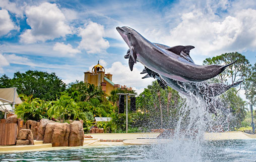 The Dolphin Expert says try to Dolphin Meet and Greet poolside
