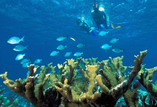 Snorkeling the Reef Near Miami in the Florida Keys Snorkeling the Coral Reef Near Miami