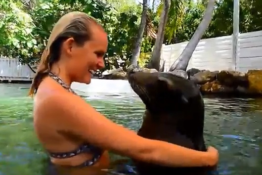 Swimming with the Sea Lions Near Miami Swim with Sea Lions Near Miami
